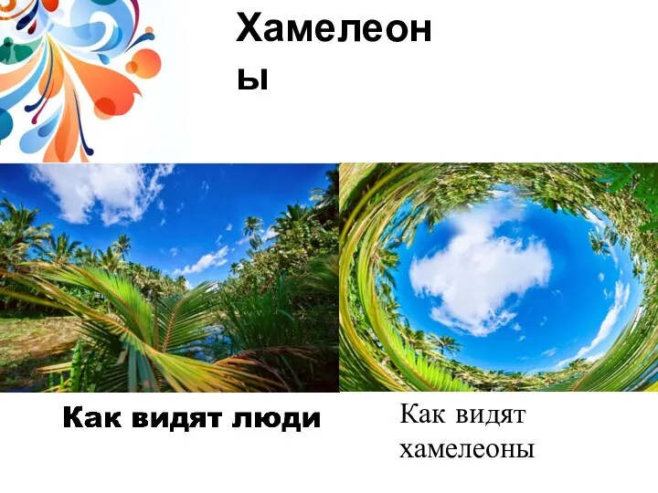 Как видят хамелеоны Хамелеоны