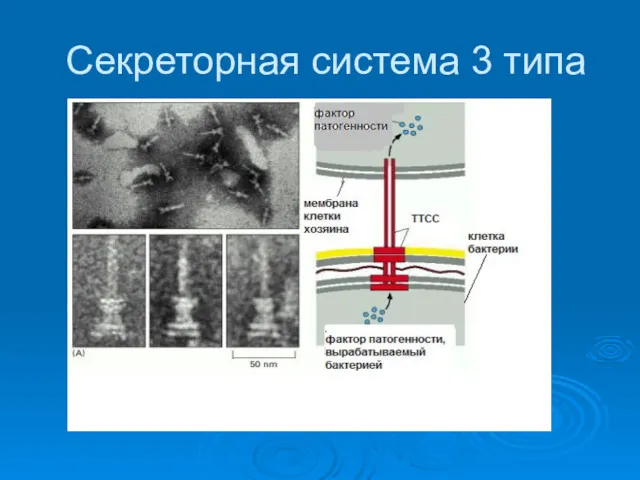 Секреторная система 3 типа