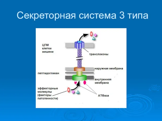 Секреторная система 3 типа