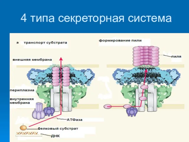 4 типа секреторная система