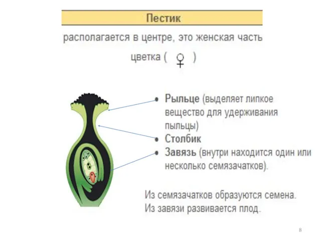 рыльце столбик завязь