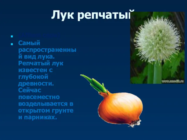 (Allium cepa) Самый распространенный вид лука. Репчатый лук известен с глубокой древности. Сейчас
