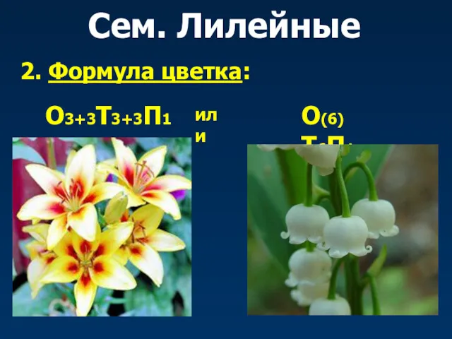 Сем. Лилейные 2. Формула цветка: О3+3Т3+3П1 или О(6)Т6П1