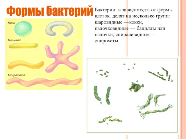 Бактерии, в зависимости от формы клеток, делят на несколько групп: