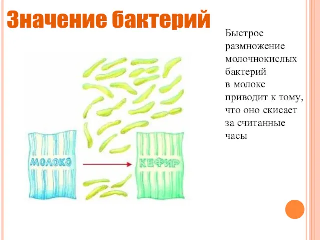 Быстрое размножение молочнокислых бактерий в молоке приводит к тому, что