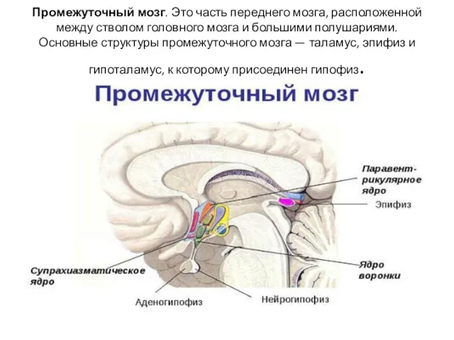 Промежуточный мозг. Это часть переднего мозга, расположенной между стволом головного