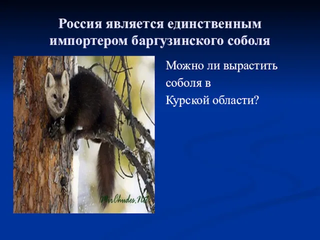 Россия является единственным импортером баргузинского соболя Можно ли вырастить соболя в Курской области?