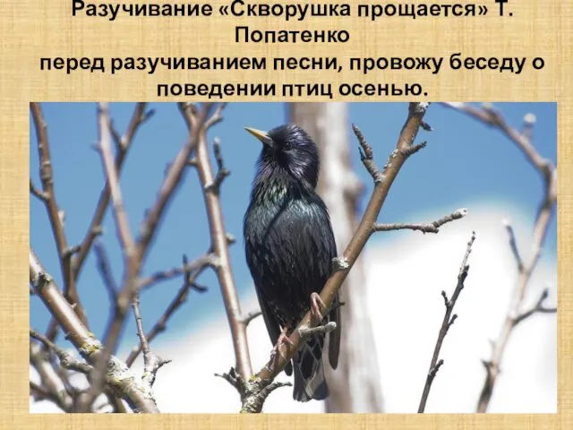 Разучивание «Скворушка прощается» Т.Попатенко перед разучиванием песни, провожу беседу о поведении птиц осенью.