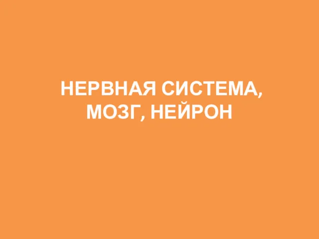 НЕРВНАЯ СИСТЕМА, МОЗГ, НЕЙРОН