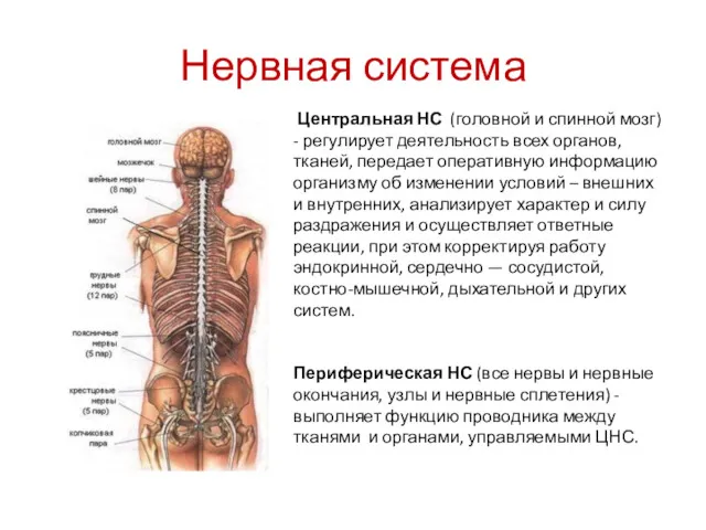 Нервная система Центральная НС (головной и спинной мозг) - регулирует