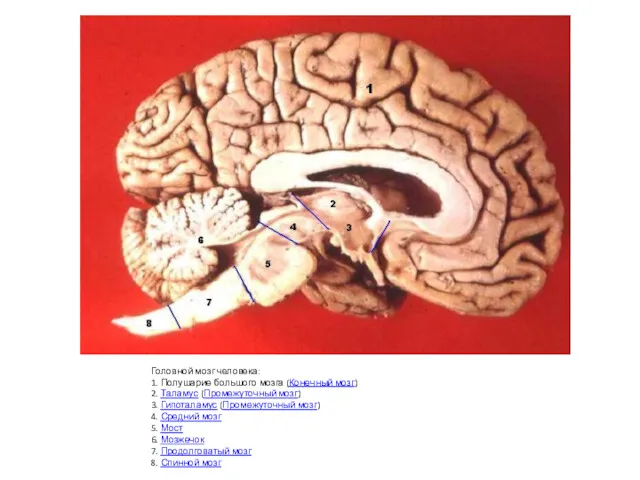Головной мозг человека: 1. Полушарие большого мозга (Конечный мозг) 2.