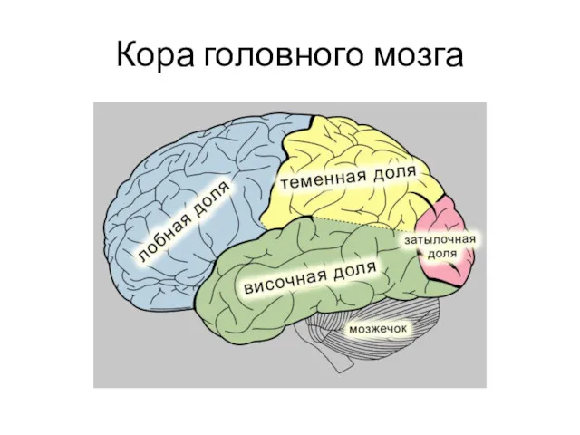 Кора головного мозга