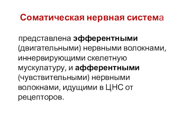 Соматическая нервная система представлена эфферентными (двигательными) нервными волокнами, иннервирующими скелетную