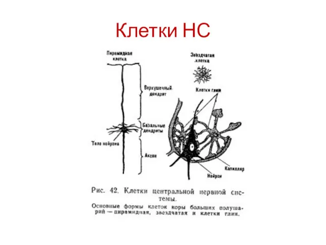 Клетки НС