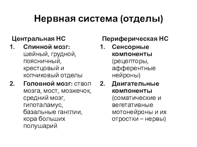 Нервная система (отделы) Центральная НС Спинной мозг: шейный, грудной, поясничный,