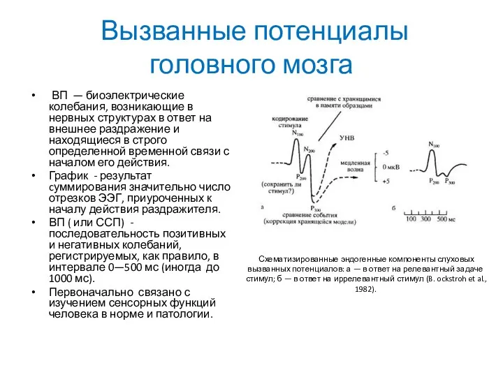 Вызванные потенциалы головного мозга ВП — биоэлектрические колебания, возникающие в