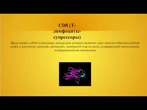CD8 (Т-лимфоциты-супрессоры) Представляет собой гетеродимер, каждая цепь которого включает один