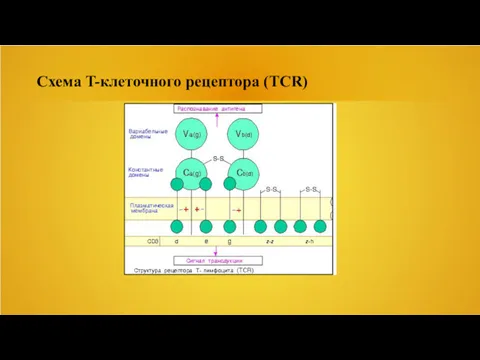 Схема T-клеточного рецептора (TCR)