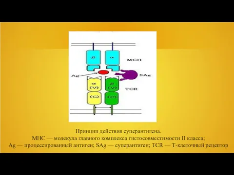 Принцип действия суперантигена. MHC — молекула главного комплекса гистосовместимости II
