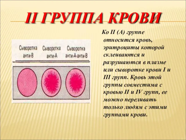 II ГРУППА КРОВИ Ко II (А) группе относится кровь, эритроциты