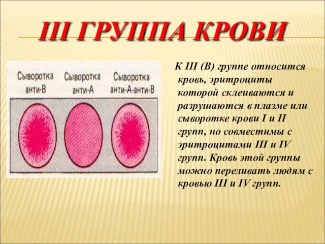 III ГРУППА КРОВИ К III (В) группе относится кровь, эритроциты