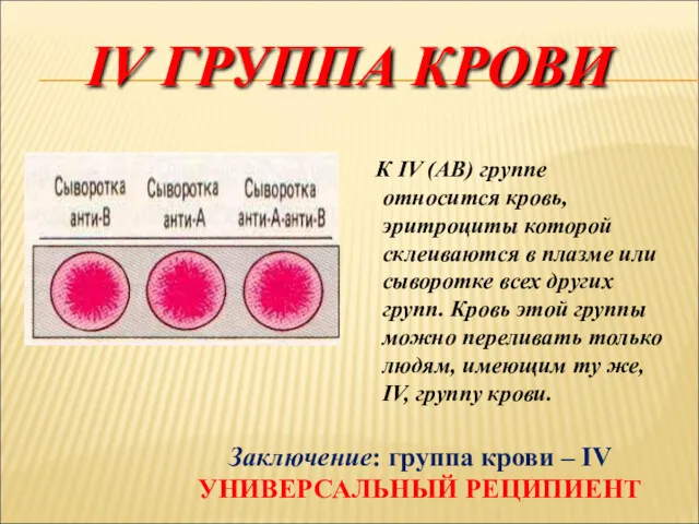 IV ГРУППА КРОВИ К IV (АВ) группе относится кровь, эритроциты