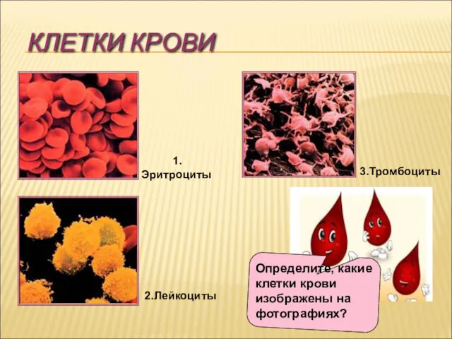 КЛЕТКИ КРОВИ Определите, какие клетки крови изображены на фотографиях? 1.Эритроциты 2.Лейкоциты 3.Тромбоциты