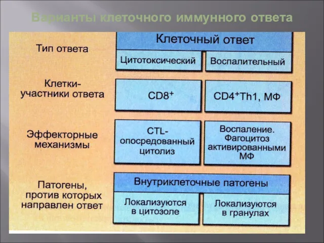 Варианты клеточного иммунного ответа