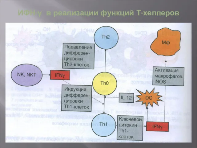 ИФН-γ в реализации функций Т-хелперов