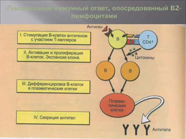 Гуморальный иммунный ответ, опосредованный В2-лимфоцитами