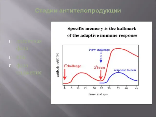 Стадии антителопродукции латентная фаза пик фаза снижения