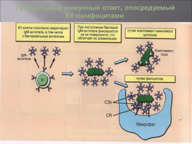 Гуморальный иммунный ответ, опосредуемый В1-лимфоцитами