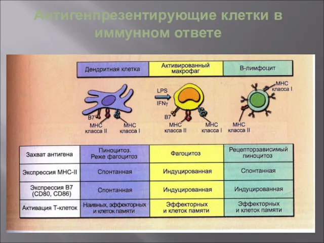 Антигенпрезентирующие клетки в иммунном ответе