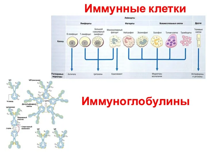 Иммунные клетки Иммуноглобулины