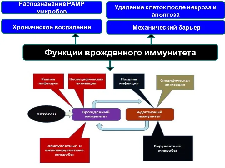 Функции врожденного иммунитета Распознавание РАМР микробов Хроническое воспаление Удаление клеток после некроза и апоптоза Механический барьер