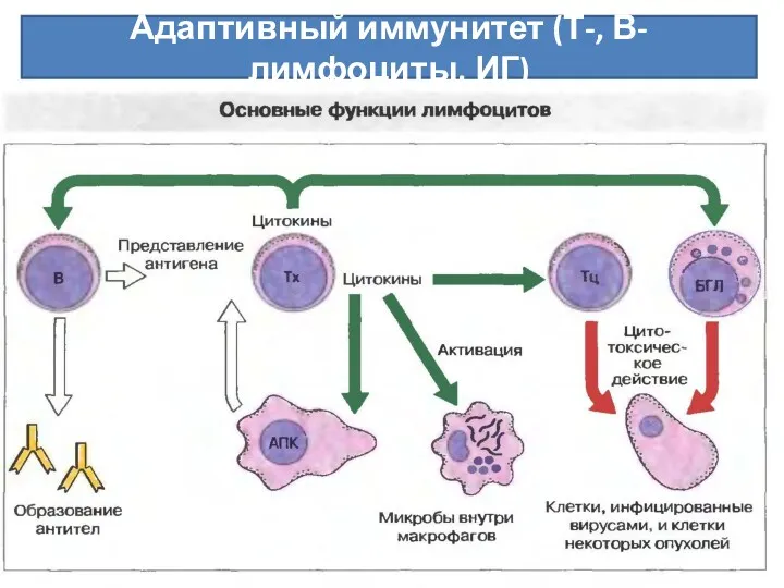 Адаптивный иммунитет (Т-, В-лимфоциты, ИГ)