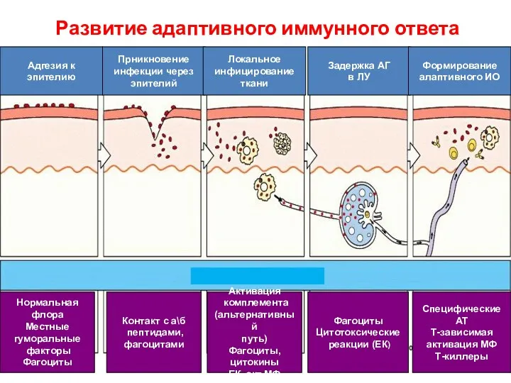 Развитие адаптивного иммунного ответа Нормальная флора Местные гуморальные факторы Фагоциты