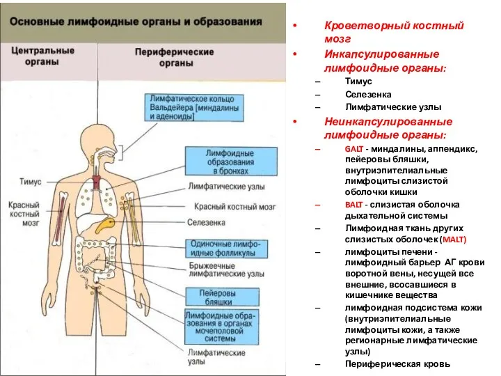 Кроветворный костный мозг Инкапсулированные лимфоидные органы: Тимус Селезенка Лимфатические узлы