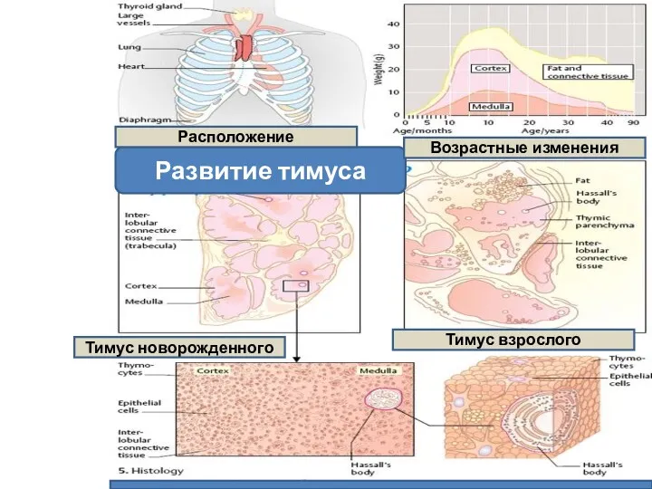 Развитие тимуса Расположение Возрастные изменения Тимус новорожденного Тимус взрослого