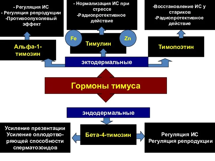 Гормоны тимуса эндодермальные эктодермальные Бета-4-тимозин Альфа-1-тимозин Тимулин Тимопоэтин Восстановление ИС