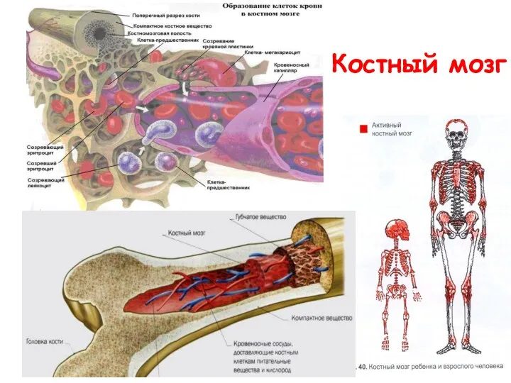 Костный мозг