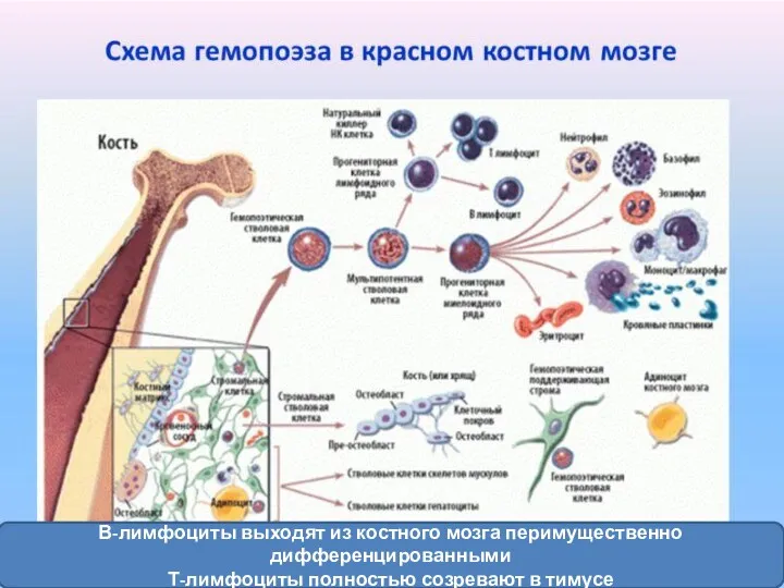 В-лимфоциты выходят из костного мозга перимущественно дифференцированными Т-лимфоциты полностью созревают в тимусе