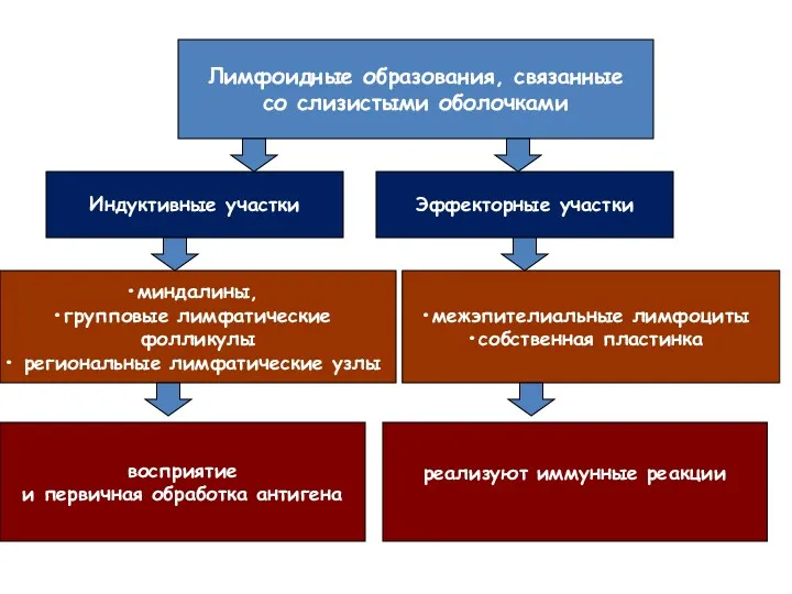 Лимфоидные образования, связанные со слизистыми оболочками Индуктивные участки Эффекторные участки