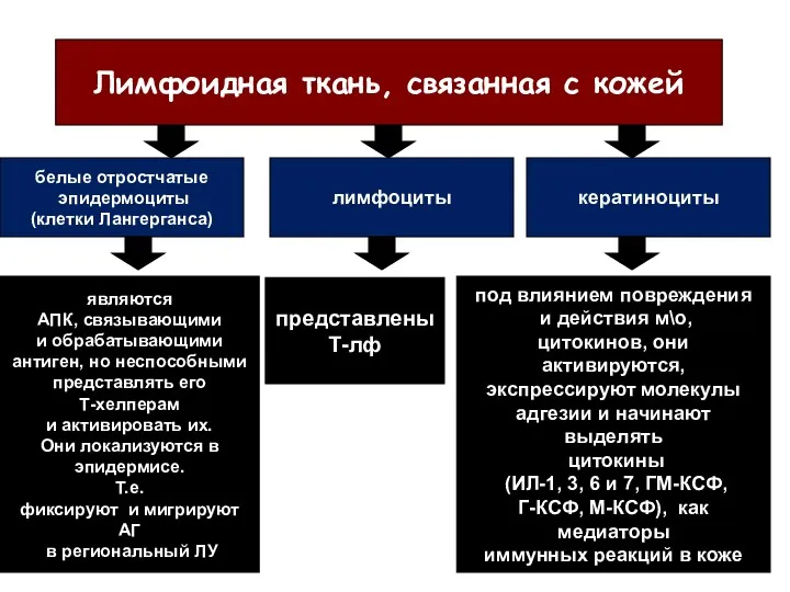 Лимфоидная ткань, связанная с кожей белые отростчатые эпидермоциты (клетки Лангерганса)