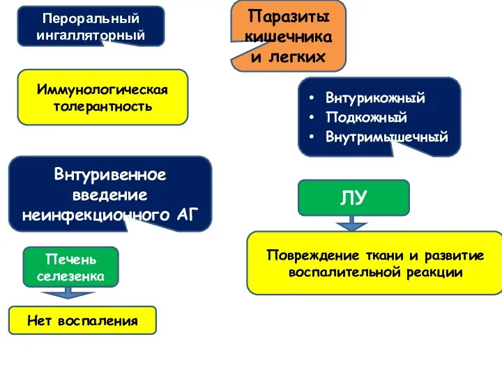 Пероральный ингалляторный Иммунологическая толерантность Паразиты кишечника и легких Внтурикожный Подкожный