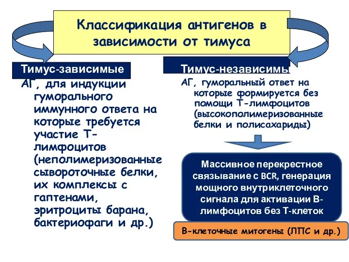 Классификация антигенов в зависимости от тимуса Тимус-зависимые АГ, для индукции