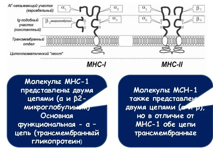 Молекулы МНС-1 представлены двумя цепями (α и β2-микроглобулином) Основная функциональная