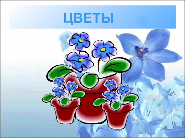 ЦВЕТЫ