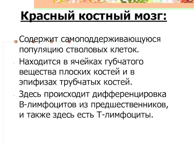 Красный костный мозг: Содержит самоподдерживающуюся популяцию стволовых клеток. Находится в