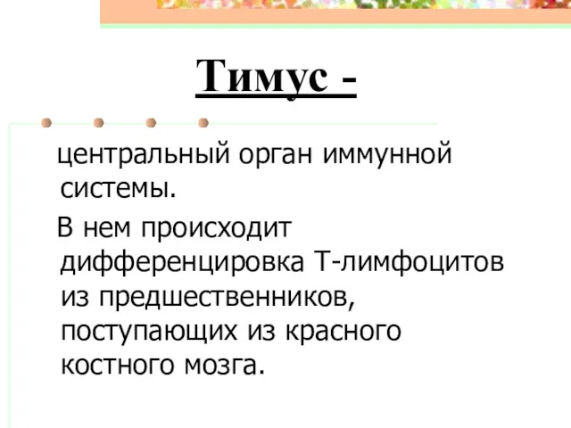 Тимус - центральный орган иммунной системы. В нем происходит дифференцировка